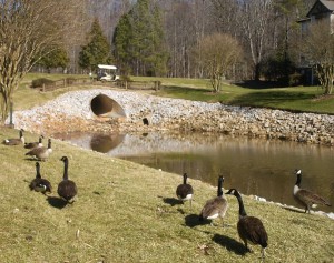 2010-02-27 - Canadian Geese