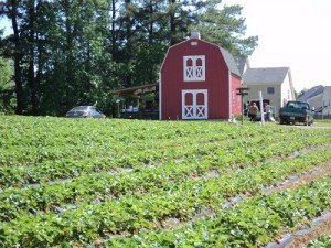 2011-04-30 - Buckwheat Farm