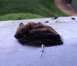 2012-04-08 - Bat