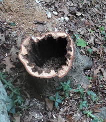 2012-05-25 - Rotten Tree