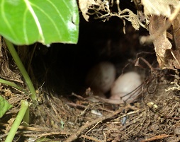 2012-05-28 - Bird Eggs