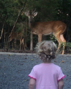 2012-06-15 - Katie Sees Some Deer