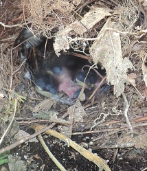 2012-06-16 - Baby Birds