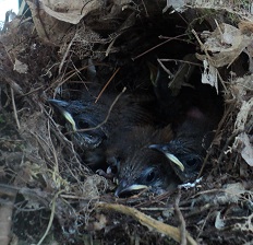 2012-06-22 - Little Birds