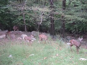 2012-10-12 - Backyard Deer