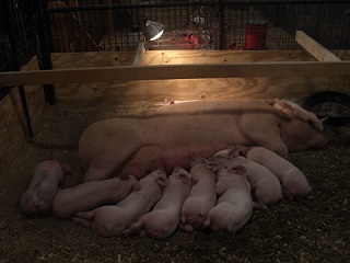 2012-10-18 - Fair Pigs