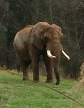 2013-01-12 - Elephant