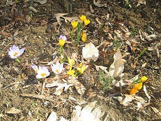 2012-02-23 - Winter Flowers