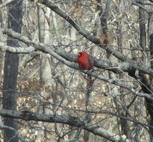 2012-03-01 - Winter Cardinal
