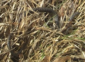 2013-04-07 - Garden Snake