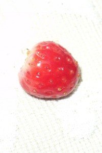 2013-05-04- Garden Strawberry