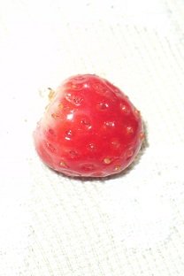 2013-05-04- Garden Strawberry