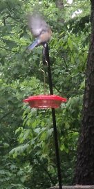 2013-05-06 - Hummingbird