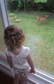 2013-05-23 - Deer Watching
