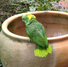 2013-10-31 - Parrot