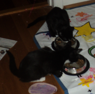 2013-11-17 - Eating Kitties