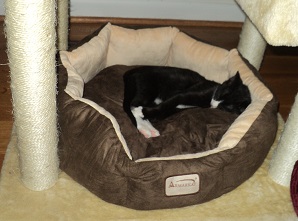 2013-11-26 - Cat Bed