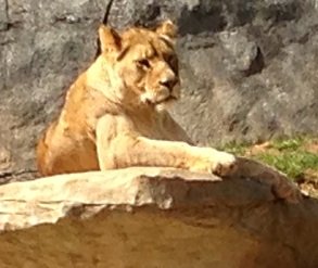 2014-02-23 - Zoo Lion