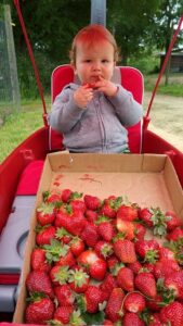 2016-04-30 - Strawberries