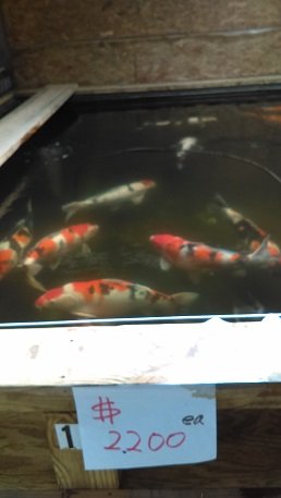 2016-08-20 - Koi Fish Farm