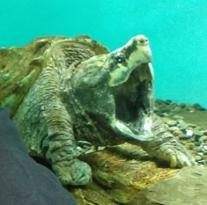 2016-12-28 - Snapping Turtle