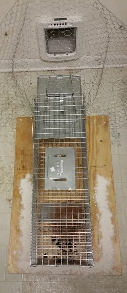 2017-02-28 - Chicken Wire