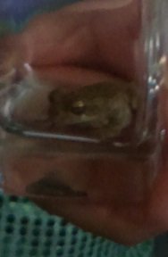 2017-07-05 - Katie Catches A Frog