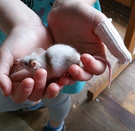2017-08-17 - Spence's Farm Mouse