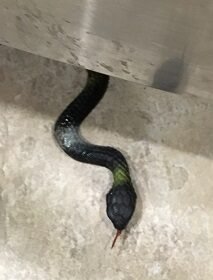 2017-10-04 - Fridge Snake