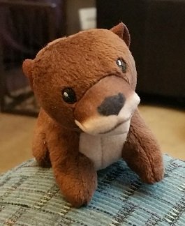 2018-05-04 - Baby Otter