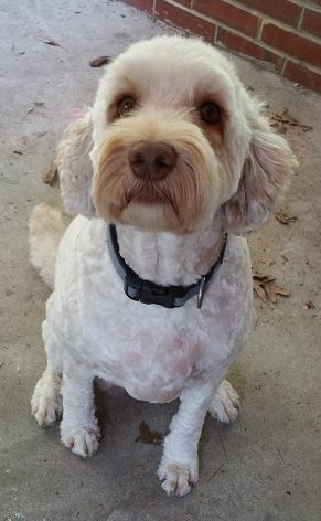 2018-05-25 - Ginger's Haircut