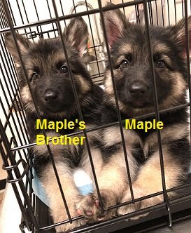 2018-06-15 - Maple