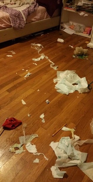 2018-08-22 - Border Collie