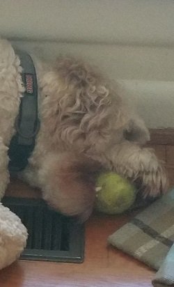 2018-09-02 - Ginger & Ball