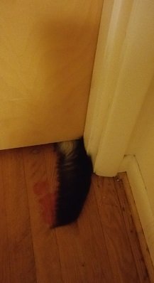 2018-09-17 - Maple's Tail